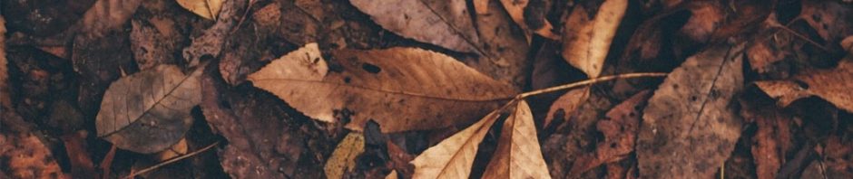 Lea's Blog